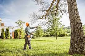 How Our Tree Care Process Works  in  Arlington, NY